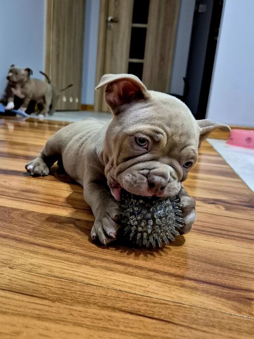 Szczeniak American Bully Pocket ABKC ROCO/MUSCLETONE