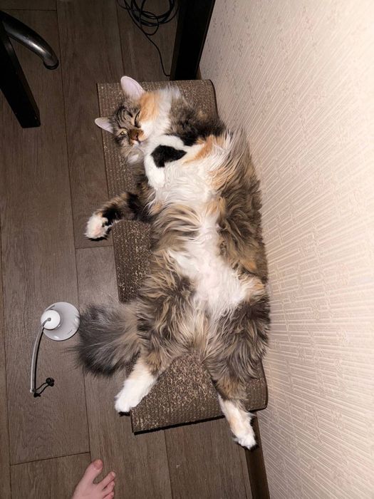 Кішка Шеррі шукає дім