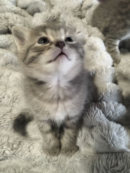 Кошенята (кішка, кіт)