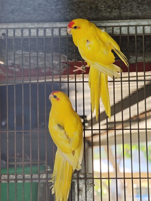 Kakarikis vermelhos e branco