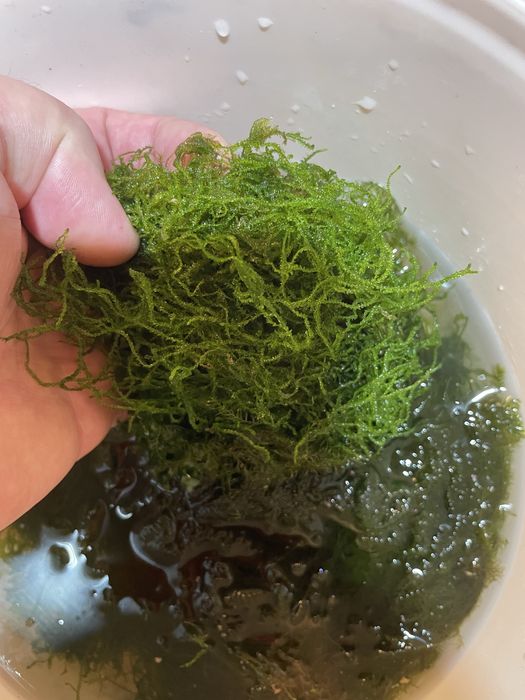 Живі акваріумні рослини