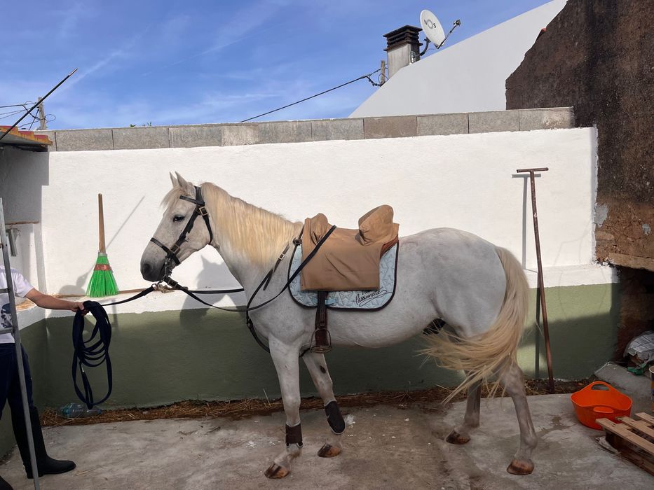 Cavalo muito manso capado