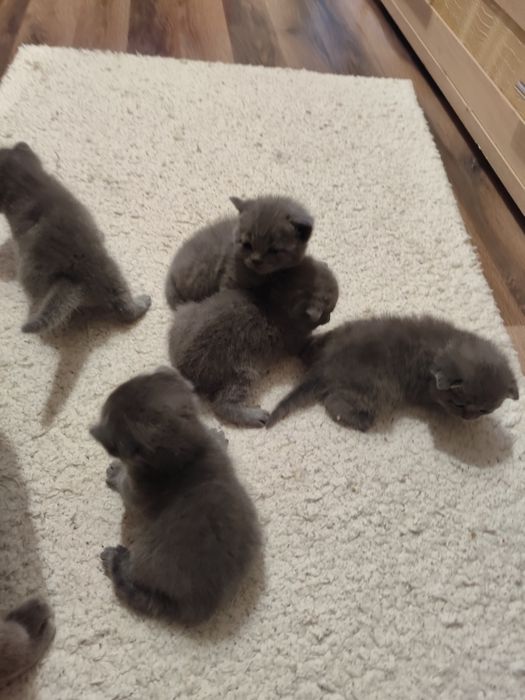 Шотландські сіренькі кошенятка