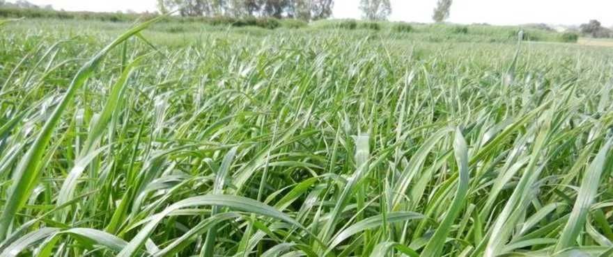 Mix życic, szybko rosnąca. WYSYŁKA GRATIS!!