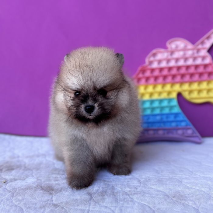 чудовий ведмедик шоу классу