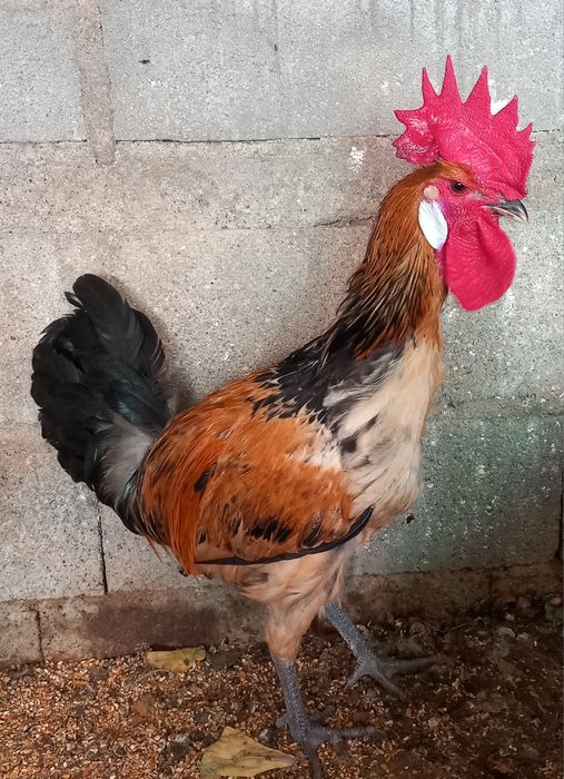 3 machos para mudar de capoeiro.