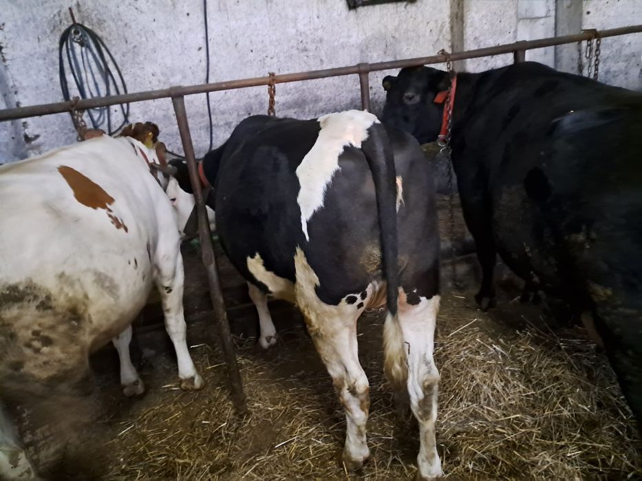 Jałówka na ocieleniu