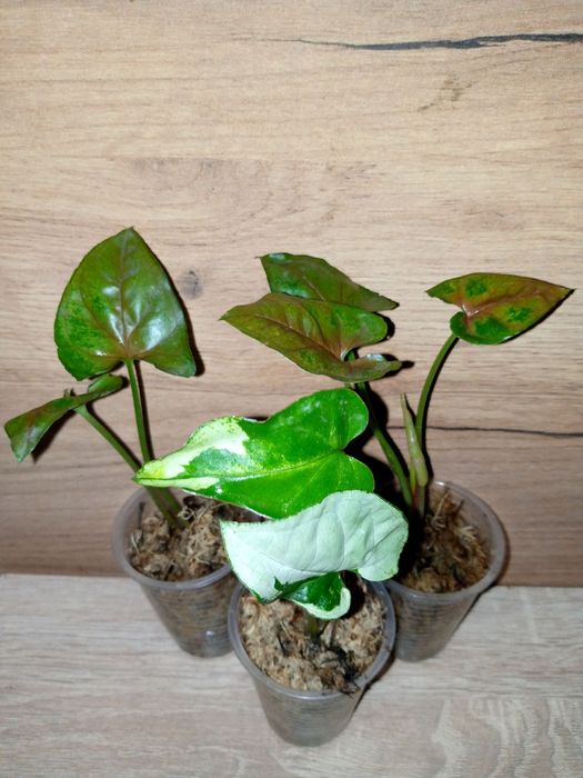 Syngonium  Christmas, Three Kings