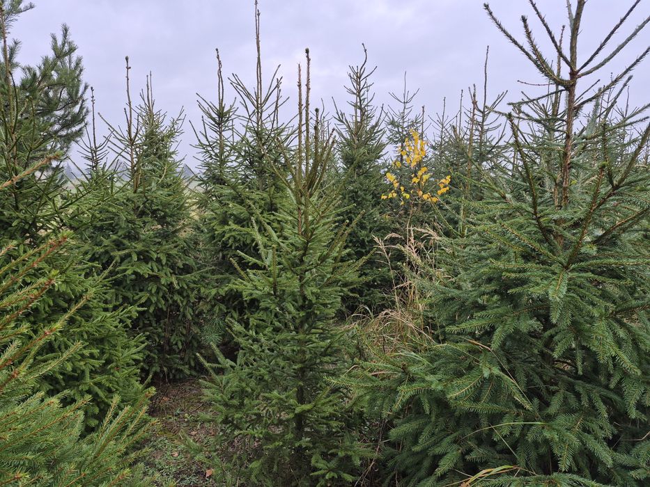 Choinki cięte i w donicy, drzewka bożonarodzeniowe