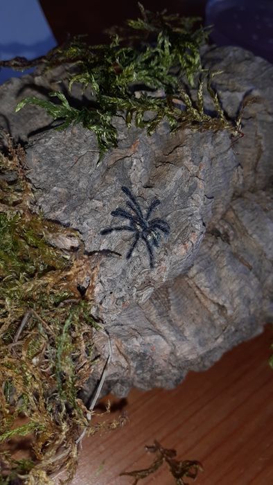 Ybyrapora diversipes l2