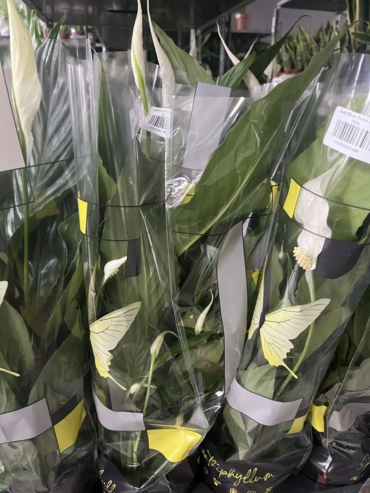 Гіпеаструм,спатифілум,антуріум,каланхоє,драцена Голден Коаст,ноліна,