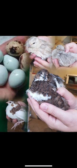 Яйце інкубаційне перепілка Сіладон