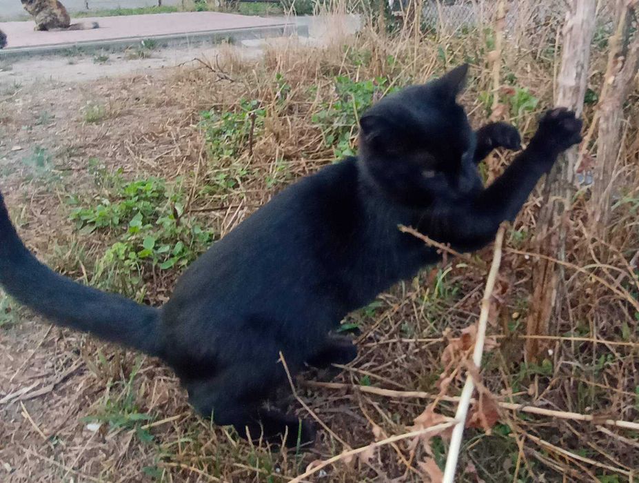 Молодий котик в добрі руки