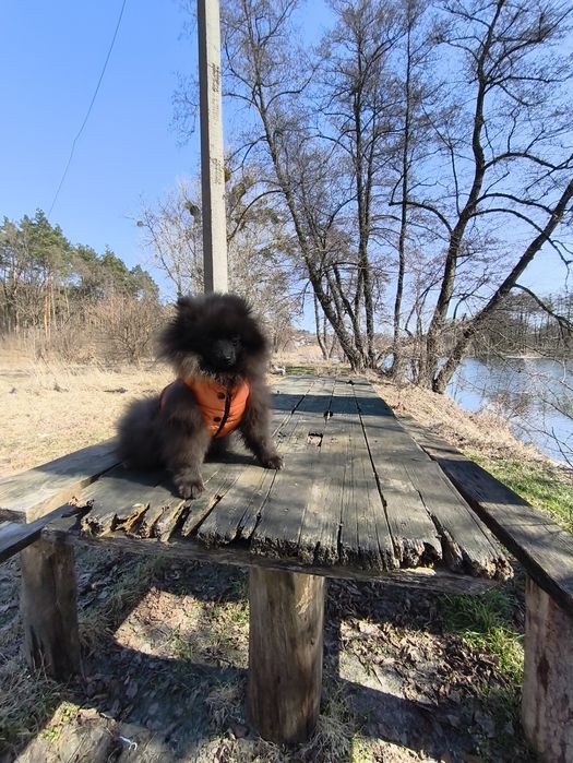 Хлопчик померанський шпіц 5 міс.