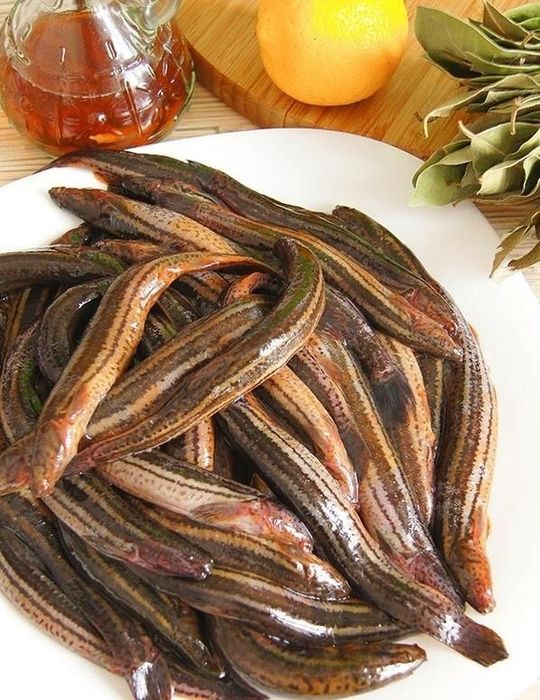 Продам в'юна для їжі.