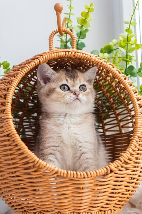 Чарівний шотланлський котик