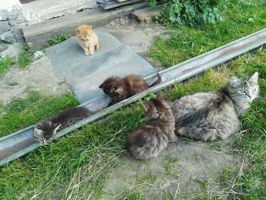 Віддам котят в добрі руки. НЕ ПИСАТИ В ОЛХ! Тільки дзвінки