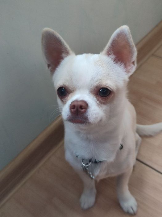 Чудовий красунчик Чіхуа-хуа в пошуку дами серця