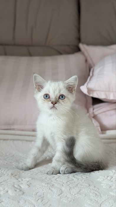 Кошенята  шиншилла поінт