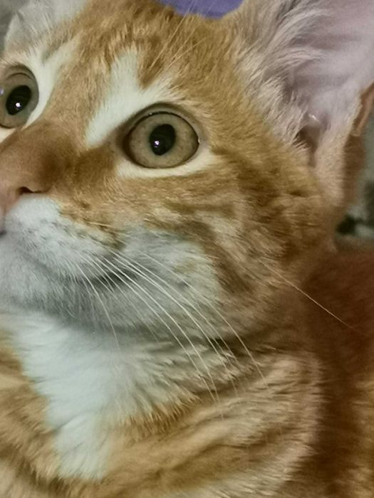Adoção cão e gato