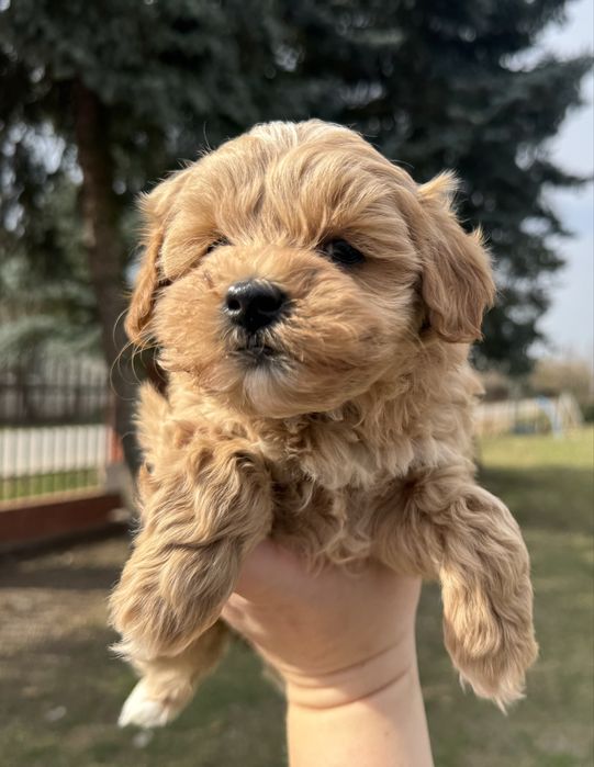 Maltipoo f1 słodki szczeniak  maltańczyk pudel hybryda
