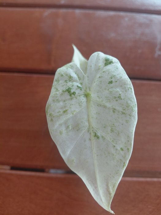 Alokazja Macrorhyza