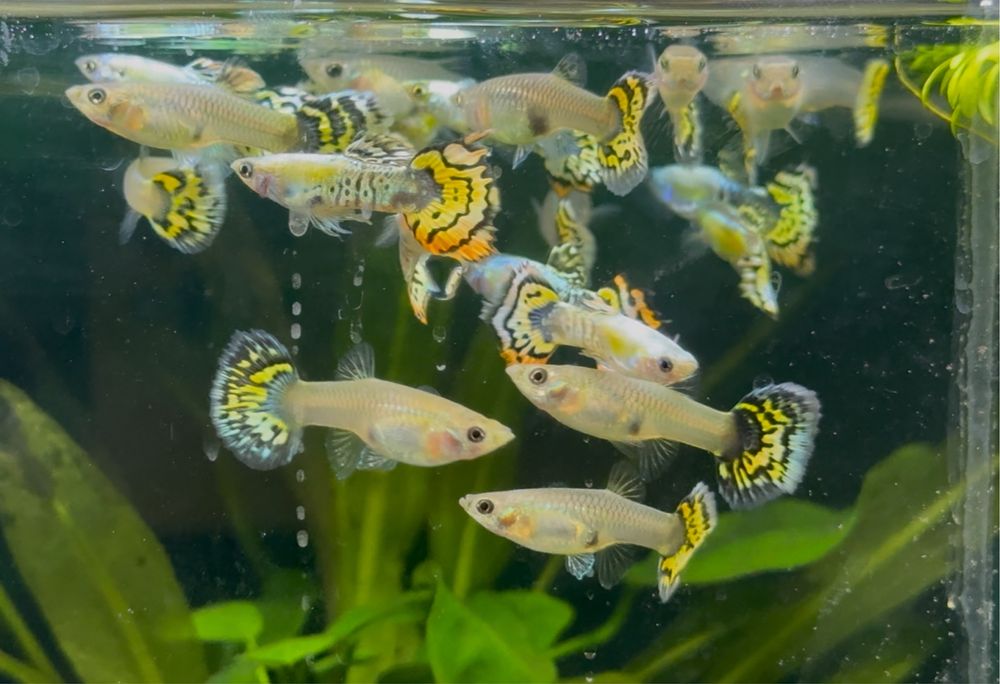 Casais Guppy Red Sky Albino