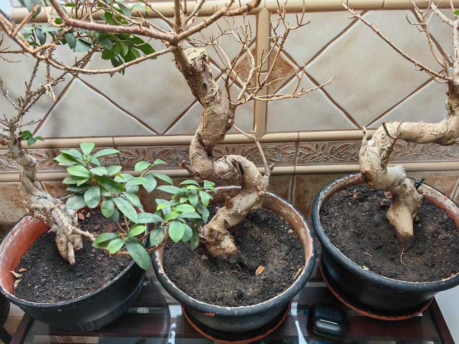 Bonsai Fikus tępy
