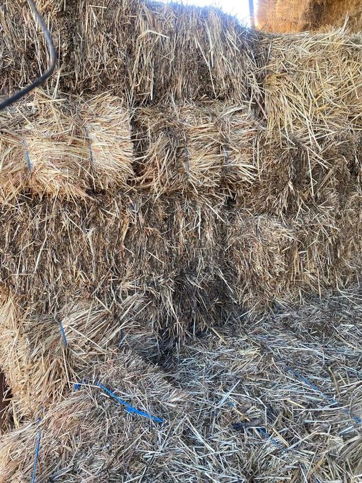 Продам сіно суданки