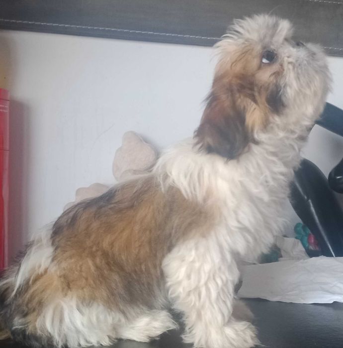 Shih-tzu com LOP