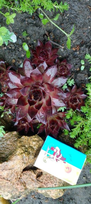 Молодило 8 сортов.Ирис карлик