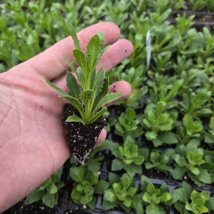 Черенок гвоздики та інших квітів