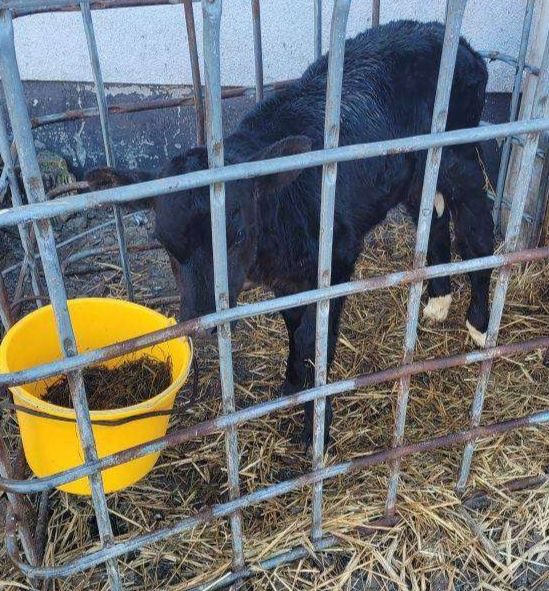 Sprzedam dwa byczki MM