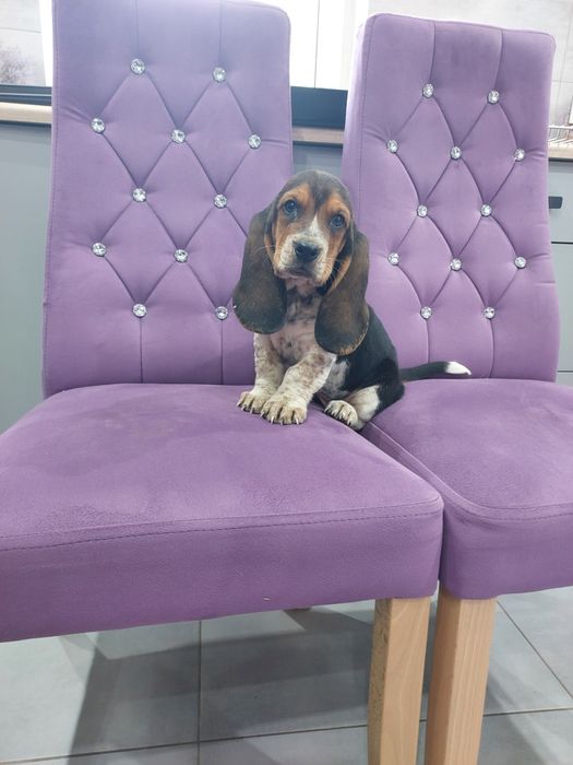 Basset Hound piesek
