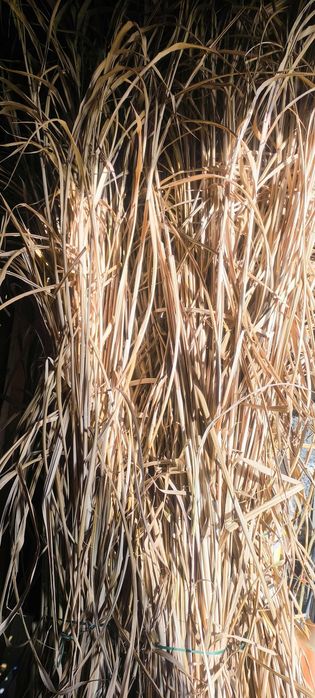 Naturalna suszona trawa dekoracyjna– dekoracja boho / rustykalna