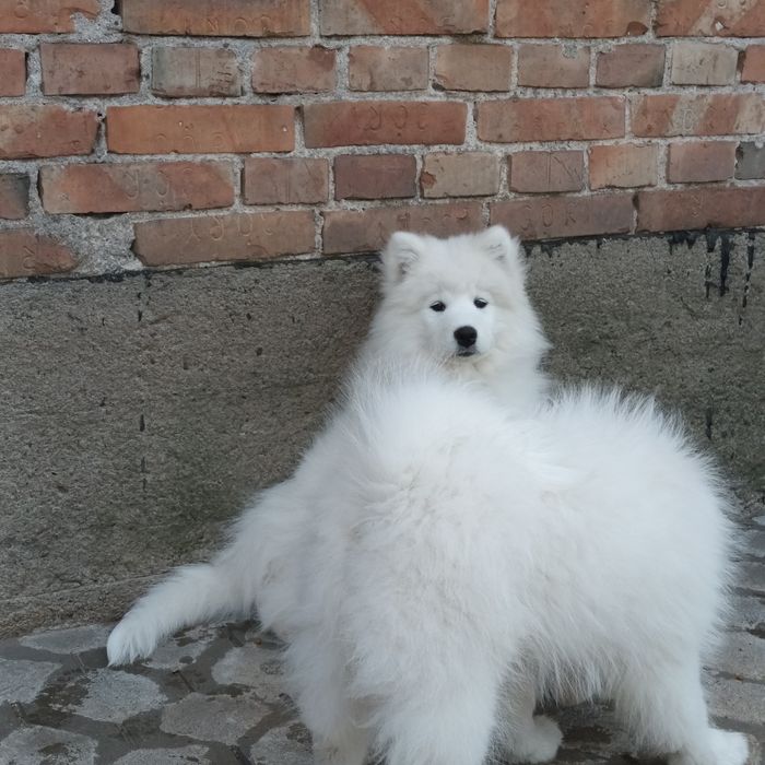 SAMOYED szczenię