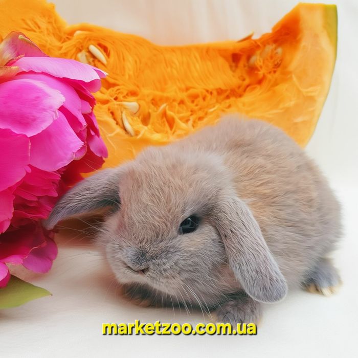 Мини кролики карликові карликовий карликовый,mini lop,висловухий баран