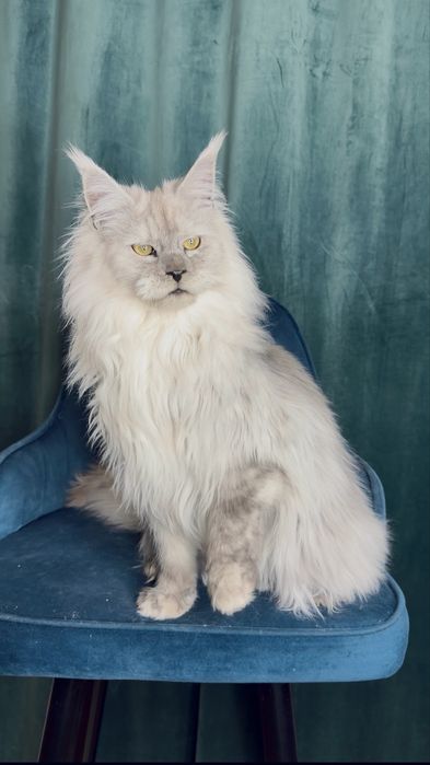 Шикарный мальчик