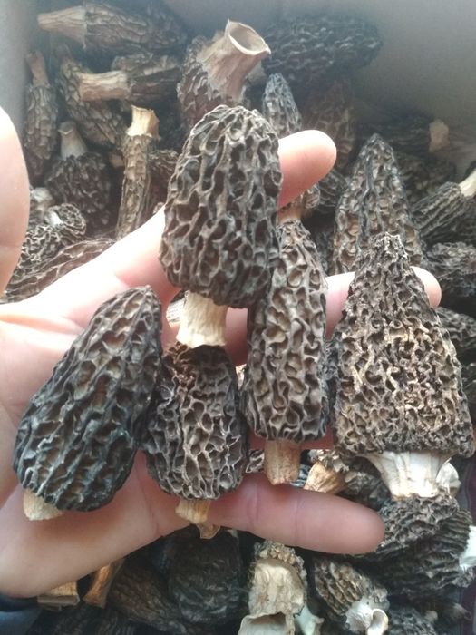 Сморчки Morchella conica 2025