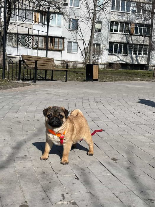 Мопс абрикосові цуценята КСУ