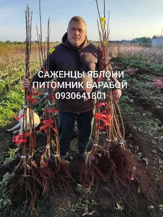 Персик, Персик Инжирный, Нектарин. ОПТ и Розница, Питомник Барабой