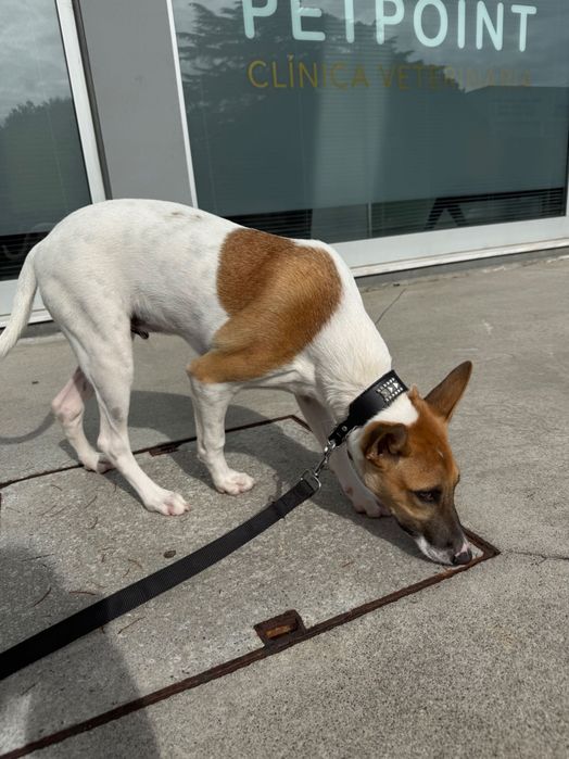 Cão bebé para adoção responsável