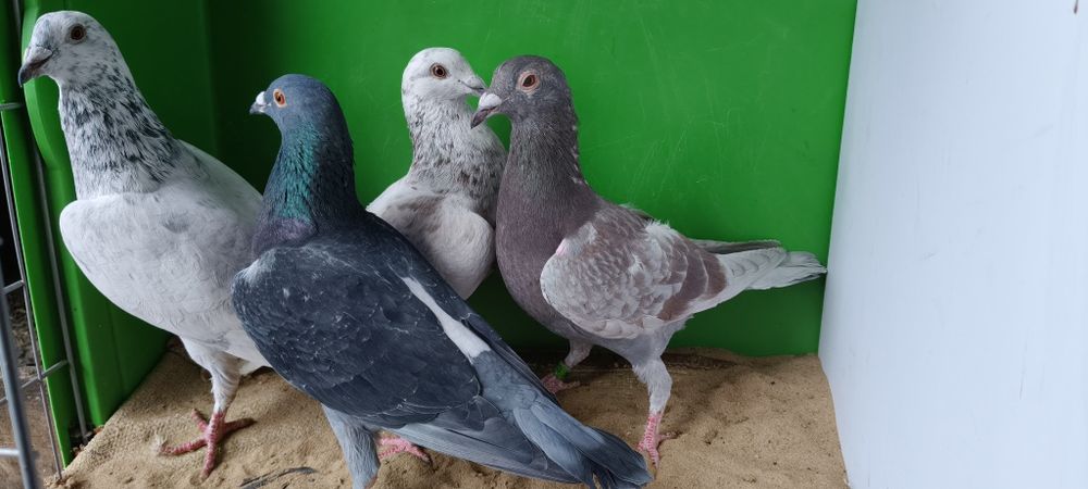 Gołębie pocztowe 25r