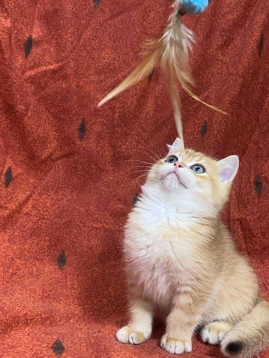 Продам породистих кошенят
