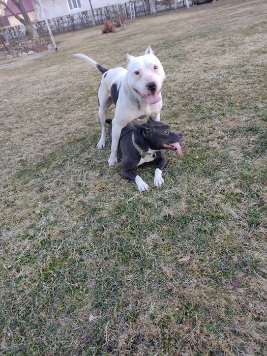 Американський підбуль тер'єр для в'язки