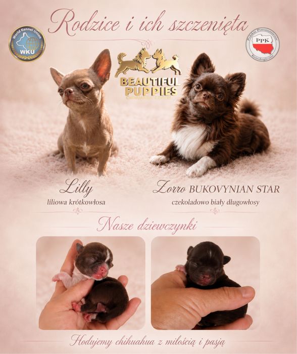 Chihuahua dziewczynka