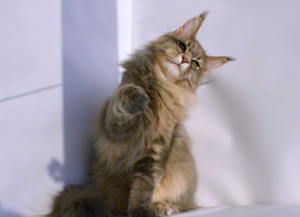 Мейн кун. Мальчик 4 мес.