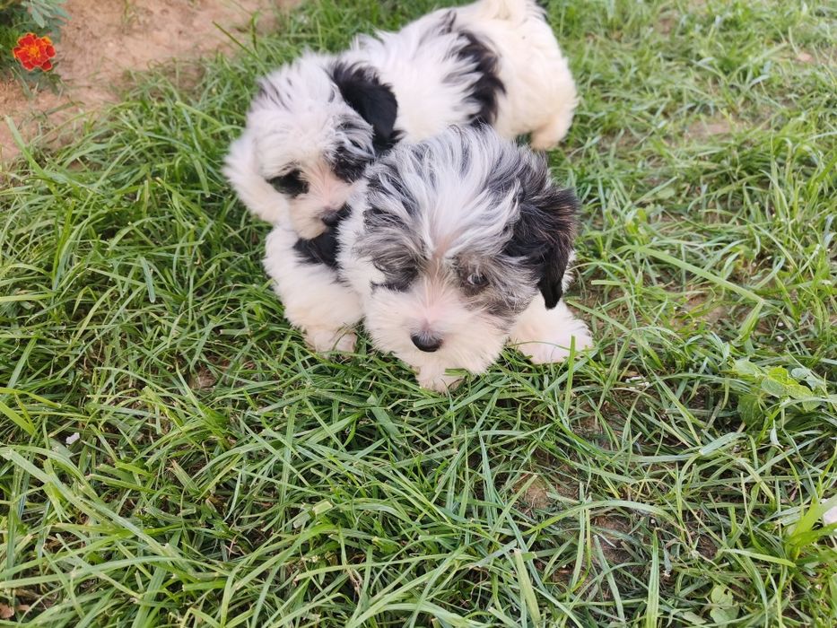 Pieski Yorkshire terrier