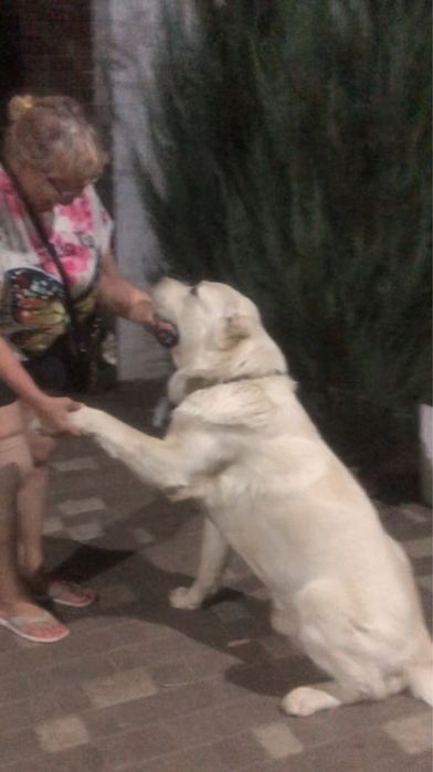 Вязка .Кобель САО.КСУ