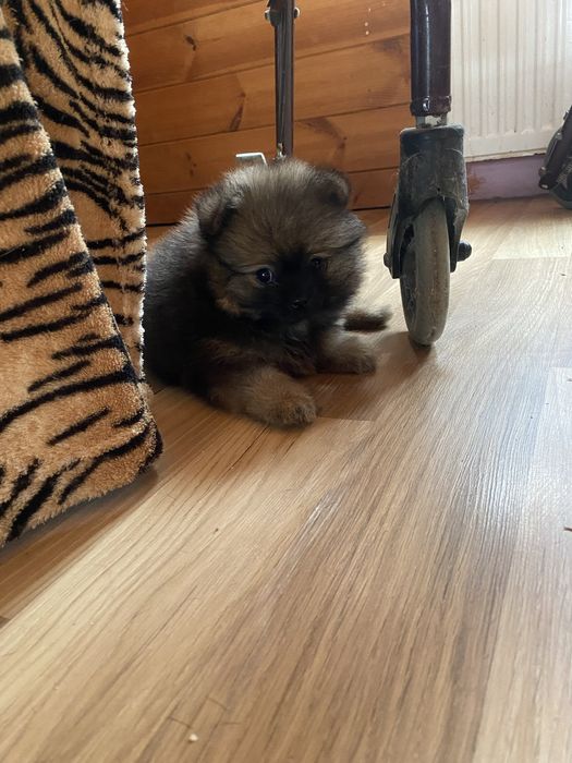 Соболь хлопчик 2 місяці